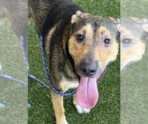 Shepradors Dogs for adoption in Baytown, TX, USA