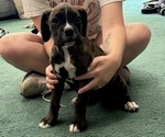 Puppy Rita Boxer