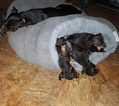 Small Photo #13 Miniature Pinscher Puppy For Sale in BULGER, PA, USA