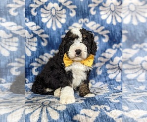 Miniature Bernedoodle Puppy for sale in OXFORD, PA, USA