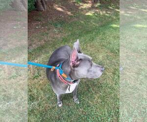 Ace - Male Mutt Dog for Adoption - Photo #2