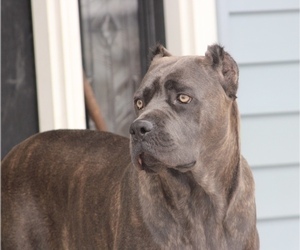 Mother of the Cane Corso puppies born on 01/04/2023