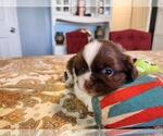 Small Photo #3 Pekingese Puppy For Sale in TURKEY, NC, USA