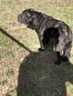 Small Photo #2 Chinese Shar-Pei Puppy For Sale in DIMONDALE, MI, USA