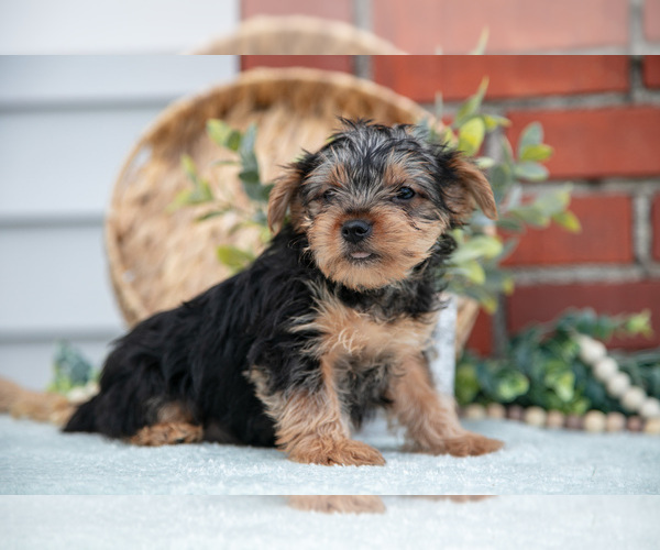 Medium Photo #9 Yorkshire Terrier Puppy For Sale in MONROE, IN, USA