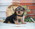 Small Photo #9 Yorkshire Terrier Puppy For Sale in MONROE, IN, USA