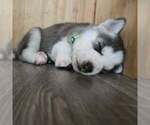 Small Photo #42 Siberian Husky Puppy For Sale in KING GEORGE, VA, USA