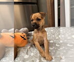 Small #1 Labrador Retriever Mix