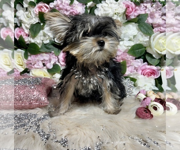 Medium Photo #21 Yorkshire Terrier Puppy For Sale in HAYWARD, CA, USA