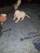 Small Photo #14 American Pit Bull Terrier Puppy For Sale in GRIFFIN, GA, USA