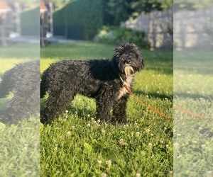 Portuguese Water Dog Puppy for sale in SCHOHARIE, NY, USA