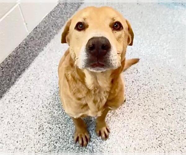 Medium Photo #2 Labrador Retriever-Unknown Mix Puppy For Sale in Houston, TX, USA