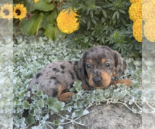Medium Photo #3 Dachshund Puppy For Sale in FREDONIA, PA, USA