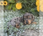 Small #2 Dachshund