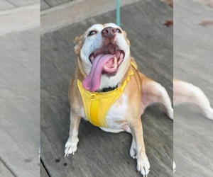Beagle-Retriever  Mix Dogs for adoption in Holly Springs, NC, USA