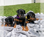 Small Photo #6 Doberman Pinscher Puppy For Sale in LAKELAND, FL, USA