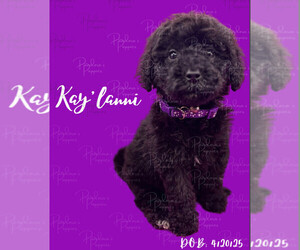Medium Portuguese Water Dog