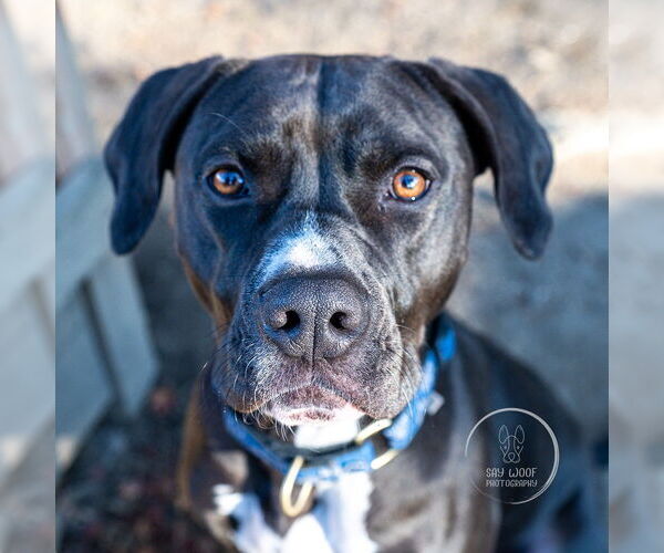 Medium Photo #8 American Pit Bull Terrier-American Staffordshire Terrier Mix Puppy For Sale in Brewster, NY, USA