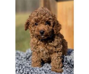 Cavapoo (Miniature) Puppy for sale in MILLERSTOWN, PA, USA
