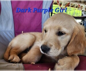 Golden Retriever Puppy for sale in FLINT, TX, USA