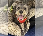Small #1 ShihPoo