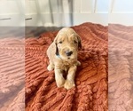 Small #4 Goldendoodle