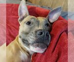 Small #4 American Pit Bull Terrier Mix