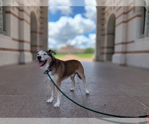 Patch - Male Siberian Husky-Unknown Mix Dog for Adoption - Photo #12