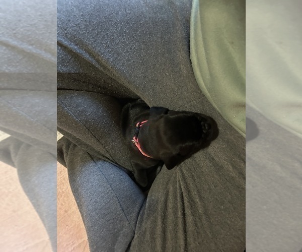 Medium Photo #69 Frenchie Pug Puppy For Sale in BLOOMINGTON, IL, USA