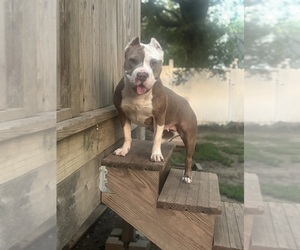Mother of the American Bully puppies born on 09/27/2025