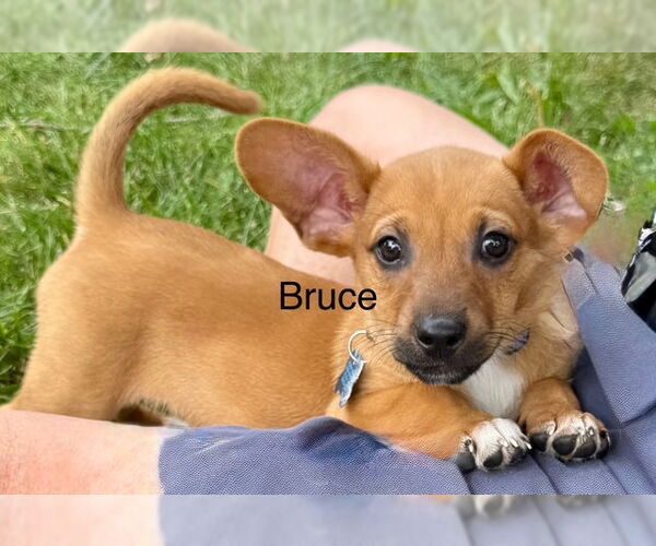 Medium Photo #1 Pembroke Welsh Corgi-Unknown Mix Puppy For Sale in Plainfield, IL, USA