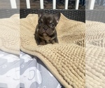 Small Photo #7 French Bulldog Puppy For Sale in LOWELL, MA, USA