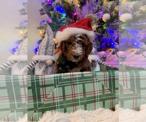 Medium Goldendoodle mix (+ Poodle Miniature)