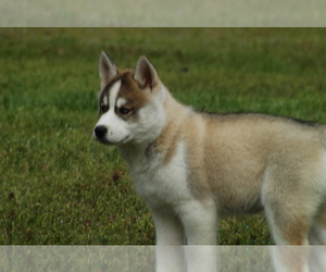 Siberian Husky Puppy for sale in STOCKTON, MO, USA