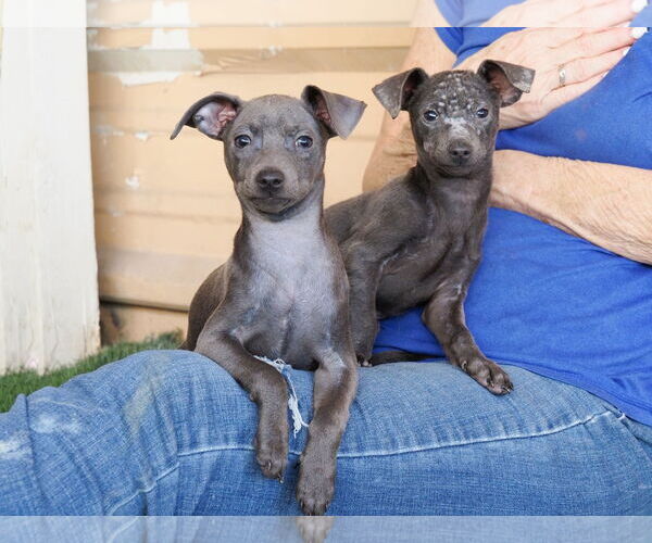Medium Photo #3 Chihuahua-Unknown Mix Puppy For Sale in phoenix, AZ, USA