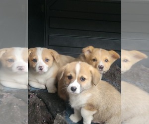 American Corgi Puppy for sale in RIDGEVILLE, SC, USA