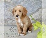 Small #3 Miniature Labradoodle