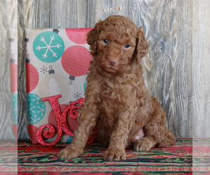 Goldendoodle-Poodle (Standard) Mix Puppy for sale in HONEY BROOK, PA, USA