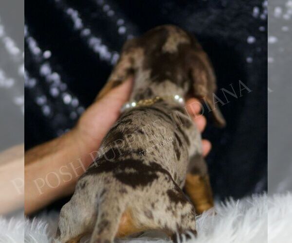 Medium Photo #89 Dachshund Puppy For Sale in WARSAW, IN, USA