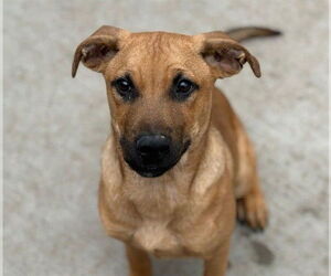 Mutt Dogs for adoption in Tulsa, OK, USA