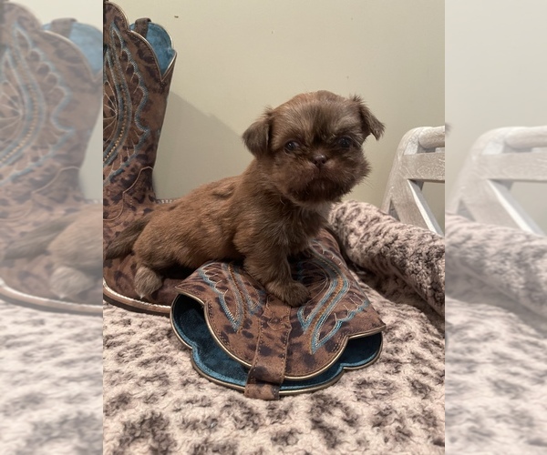 Medium Photo #6 Shih Tzu Puppy For Sale in DENTON, NC, USA