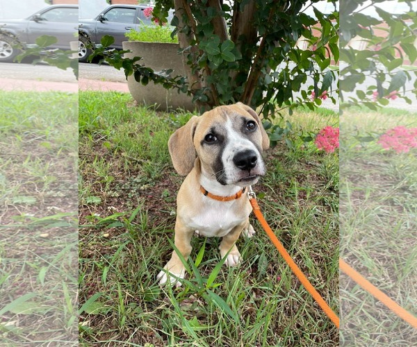Medium Photo #1 Mutt Puppy For Sale in Derwood, MD, USA