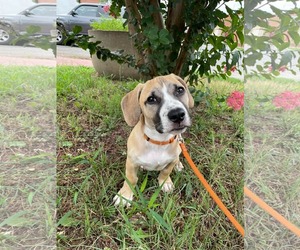 Mutt Dogs for adoption in Derwood, MD, USA