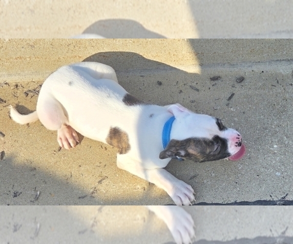 Medium Photo #28 American Bulldog Puppy For Sale in INDEPENDENCE, MO, USA