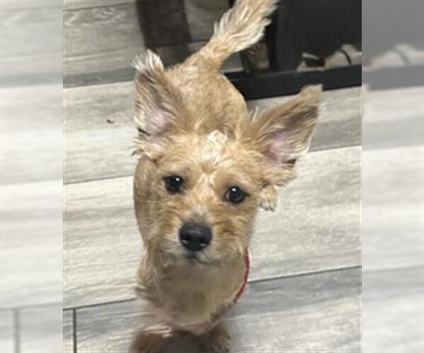 Medium Photo #1 Mutt Puppy For Sale in Redlands, CA, USA