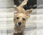 Small Mutt