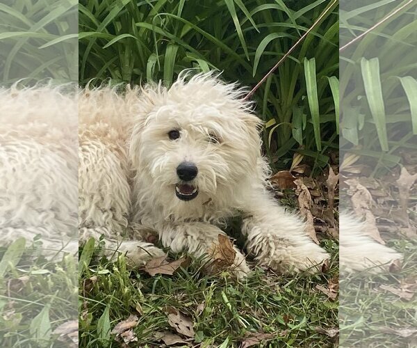 Medium Photo #2 - Mix Puppy For Sale in HOPKINSVILLE/PRINCETON, KY, NH, USA
