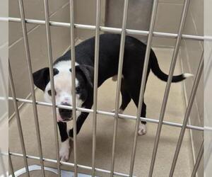 Mutt Dogs for adoption in Decatur, IL, USA