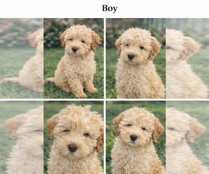 Goldendoodle Puppy for sale in HESPERIA, CA, USA