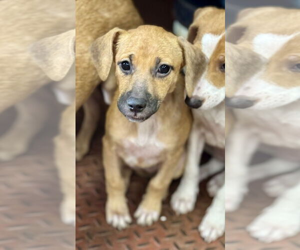 Medium Photo #4 Chiweenie Puppy For Sale in Jefferson, NJ, USA